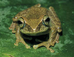 Boophis aff. miniatus ranomafanakely