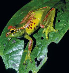 Boophis ulftuniis, rana dal dorso macchiettato 