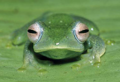 rana verde Boophis aff. Elenae