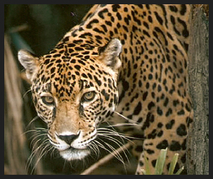 Panthera Onca