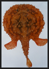 Pescecane Spinoso