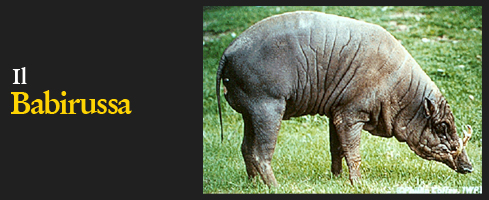 Babirussa (Babyrousa babyrussa alfurus)