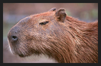 Capibara, roditore dal peso fino a 50 kg