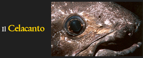 Celacanto, pesce fossile vivente