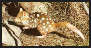 Dasiuro