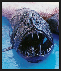 Denti a zanna