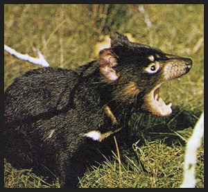 Diavolo della Tasmania