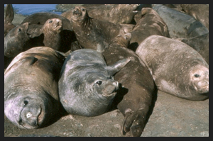 Otarie della Tasmania