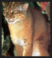 Gatto della Baia del borneo