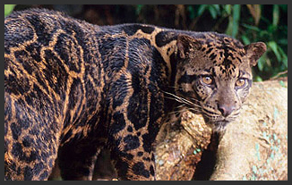 Leopardo nebuloso