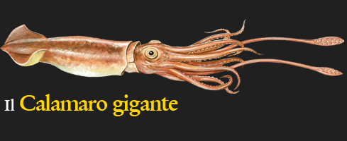 Reperti del Calamaro Gigante