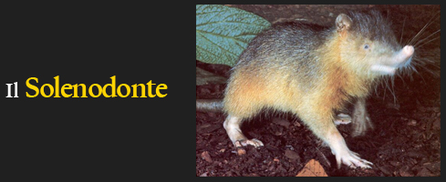 Solenodonte o Almiqui