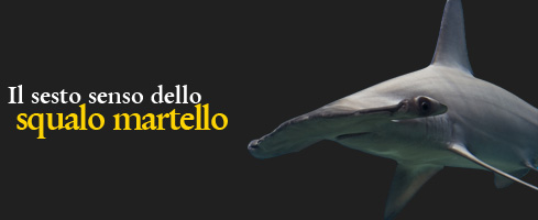 Ampolle di lorenzini Squalo Martello