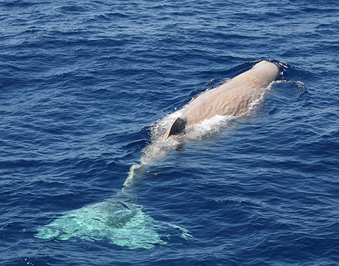 Mammut Lanoso