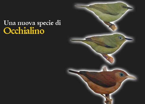 Occhialino di Vanikoro (Zosterops gibbsi)