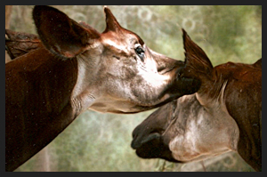 Coppia di Okapi