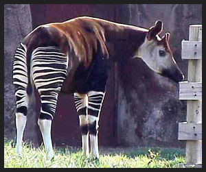 Okapi