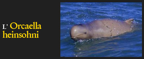 L'Orcaella heinsohni, un delfino Australiano