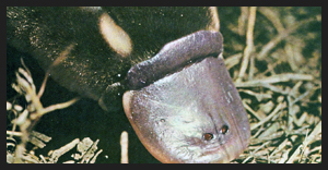 Ornitorinco