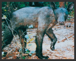 Orso Mutante della Florida