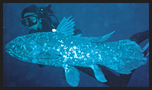 Pesce Fossile Celacanto