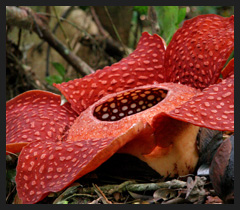 Rafflesia, il fiore più grande del mondo