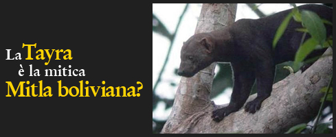 Tayra o Mitla Boliviana?