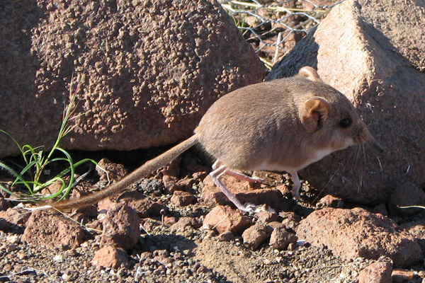 Mammut Lanoso