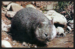 Vombato