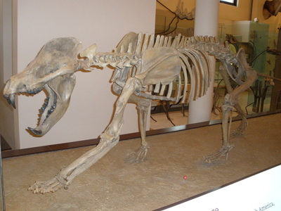 Mammut Lanoso